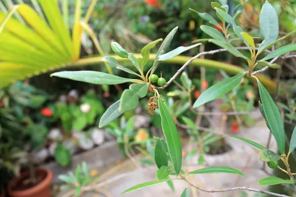 Le Bois d'olive noir est une plante indigène de la Réunion et pousse notamment sur les remparts qui bordent les ravines de la route des Tamarins